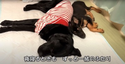 黒ラブの背中に背中をくっつけて寝る子犬