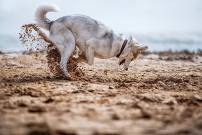 穴掘りをする犬