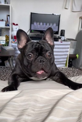 ワンが言えない秀吉くん2