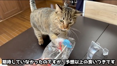 飼い主が持っているおもちゃを見て近づいてくる猫