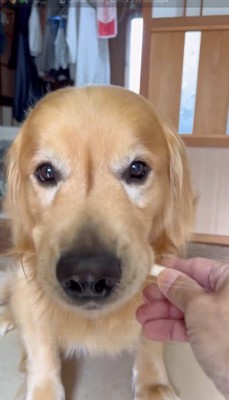 男性から渡されたおやつを食べる犬