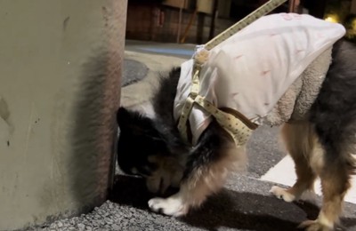 壁際に鼻を近づける犬