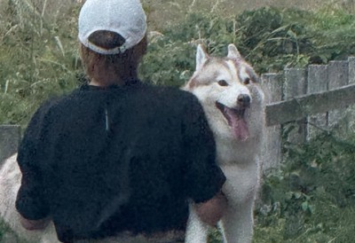 抱っこで運ばれる犬
