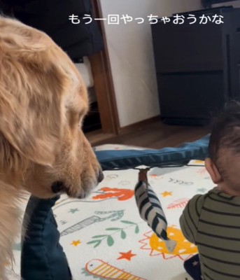 赤ちゃんを見る犬