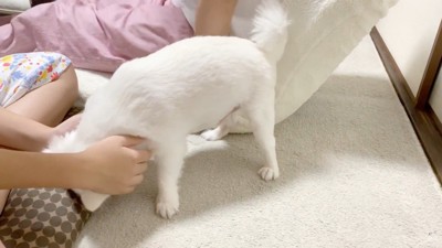 お姉ちゃんと喧嘩した時のコハクくん4