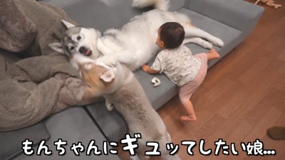 赤ちゃんがこっそりソファへ…