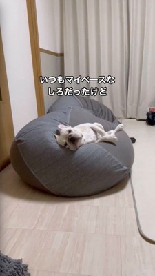 ソファの上に寝転がる犬