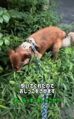 歩く犬1