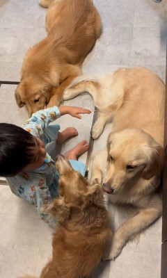 犬3匹を撫でる男の子2