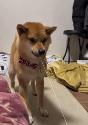 輪ゴムを引っ張るそら君