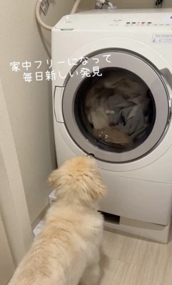 家の中を探検中