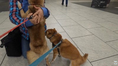 ナラちゃん&ソラくんとママの再会4