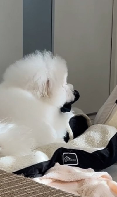 靴下をゲットした犬