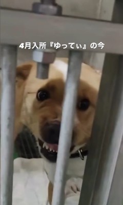 ゆってぃ君の変化2