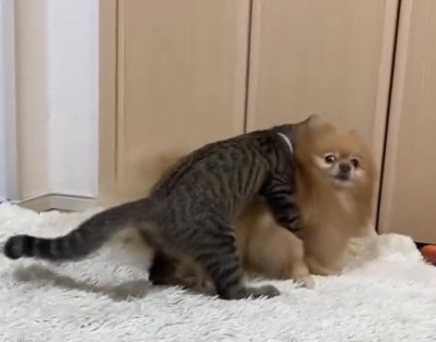 犬に体を寄せる子猫