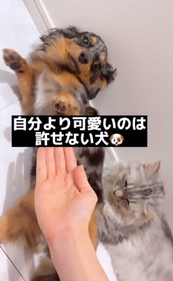 くつろぐ犬と猫