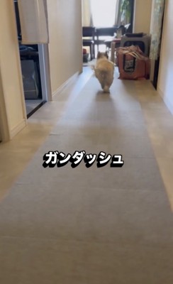 おもちゃを探しに