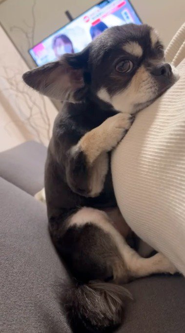 横になっている女性のお腹にあごを乗せて見つめる犬