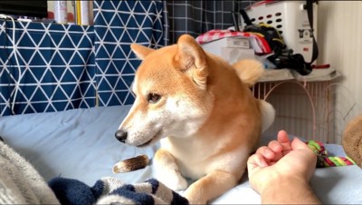 飼い主のそばに横たわる犬