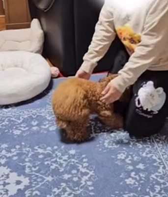 場所を移動した飼い主のところへ駆け寄る犬