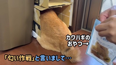 カワハギを見せると…