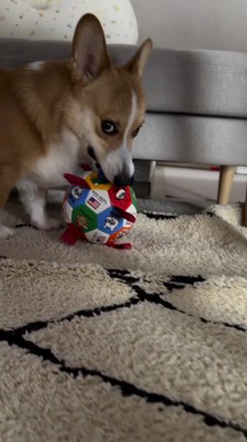 ボールを咥えて飼い主から逃げる犬