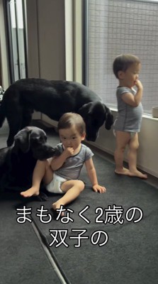 おやつを食べる双子の赤ちゃんを近くで見つめる2頭の犬