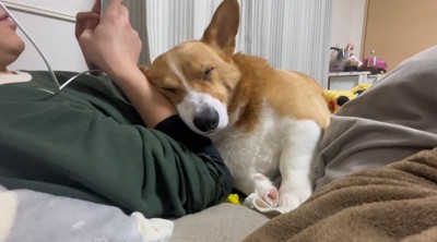 スマホを触っている男性にくっついて眠る犬