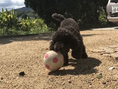 オカマ犬つばきの投稿画像