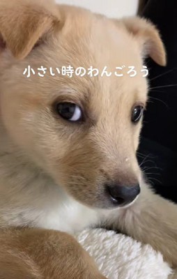 折れ耳と童顔がチャームポイント