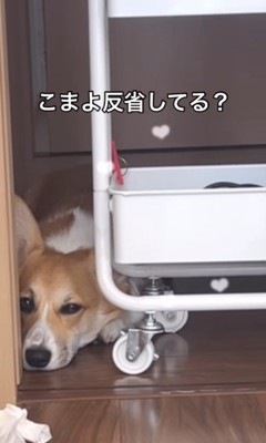 イタズラを反省するこまよちゃん