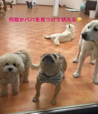 吠える犬1