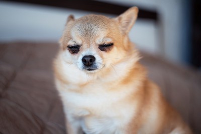 目を閉じるチワワ