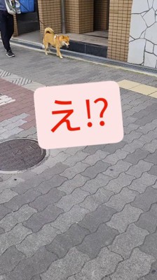 道を歩いてくる犬