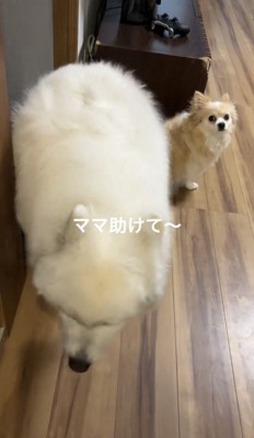 足元に寄る犬