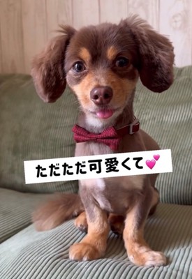 赤い蝶ネクタイをしている犬