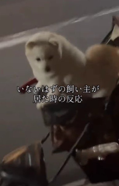 思わず鳴いちゃうベラちゃん