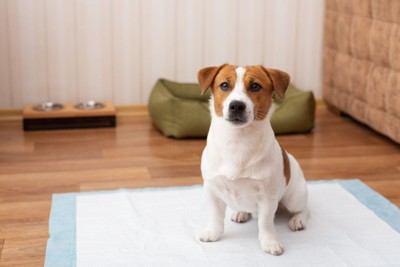 床に敷いてあるペットシーツの上に座る犬