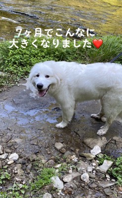 ハクくんの成長7