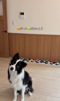 サンゴくんの言葉の理解度を検証6