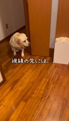 部屋の入り口に座って室内を見つめる犬