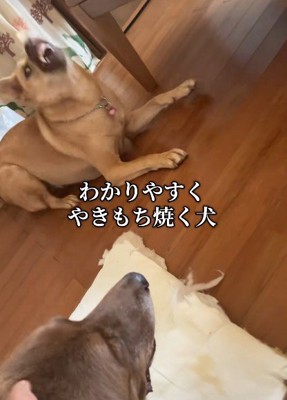 嫉妬心をむき出しにすることも