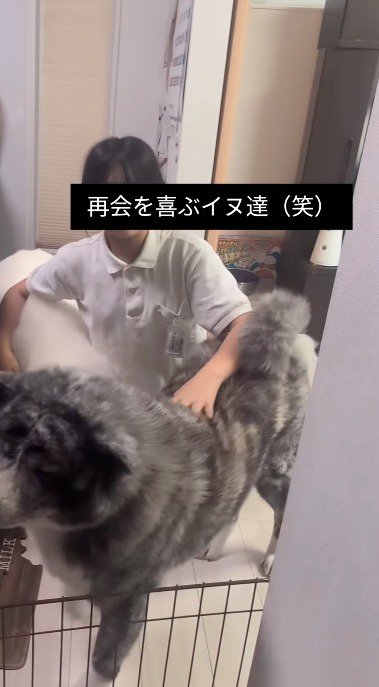 女の子の横を通り過ぎる黒い犬