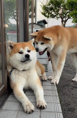 座っている秋田犬を見ているもう1匹の秋田犬