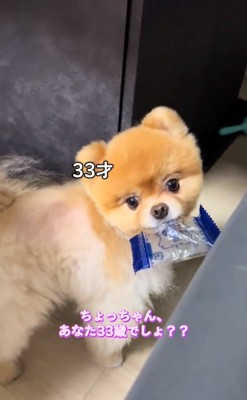 人間年齢33歳のちょっちゃん