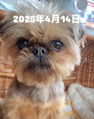 お迎え時のわっふちゃん1