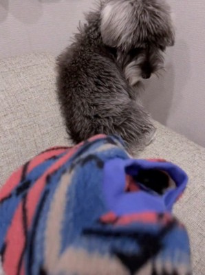 飼い主に背中を向けながら洋服を見つめる犬