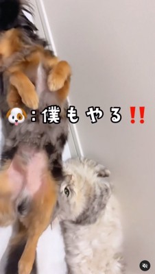 仰向けになる犬