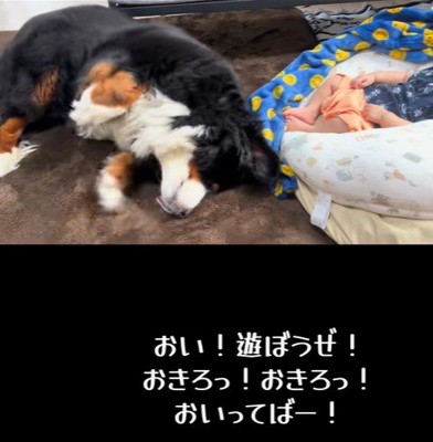 赤ちゃんを起こしたいとらじろう君3