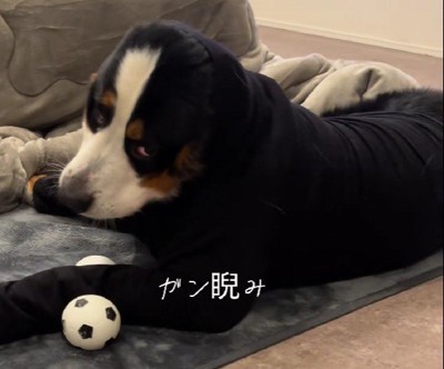 まさかのご立腹！！